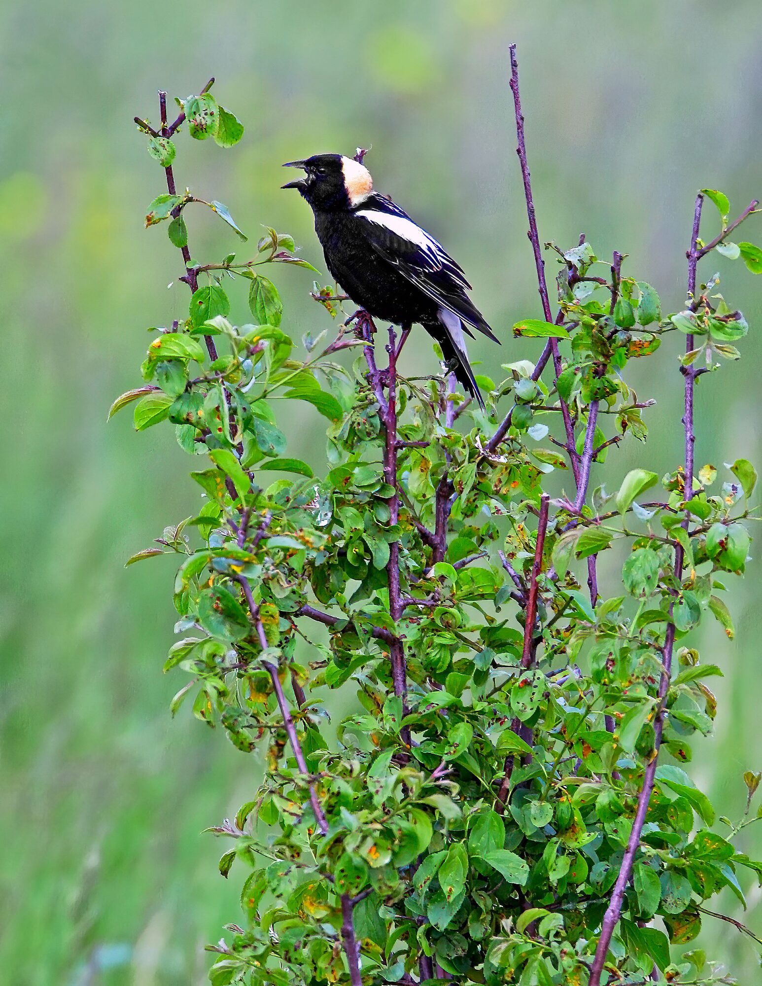 A bobolink singing from the top of a leafy shrub in a Door County meadow