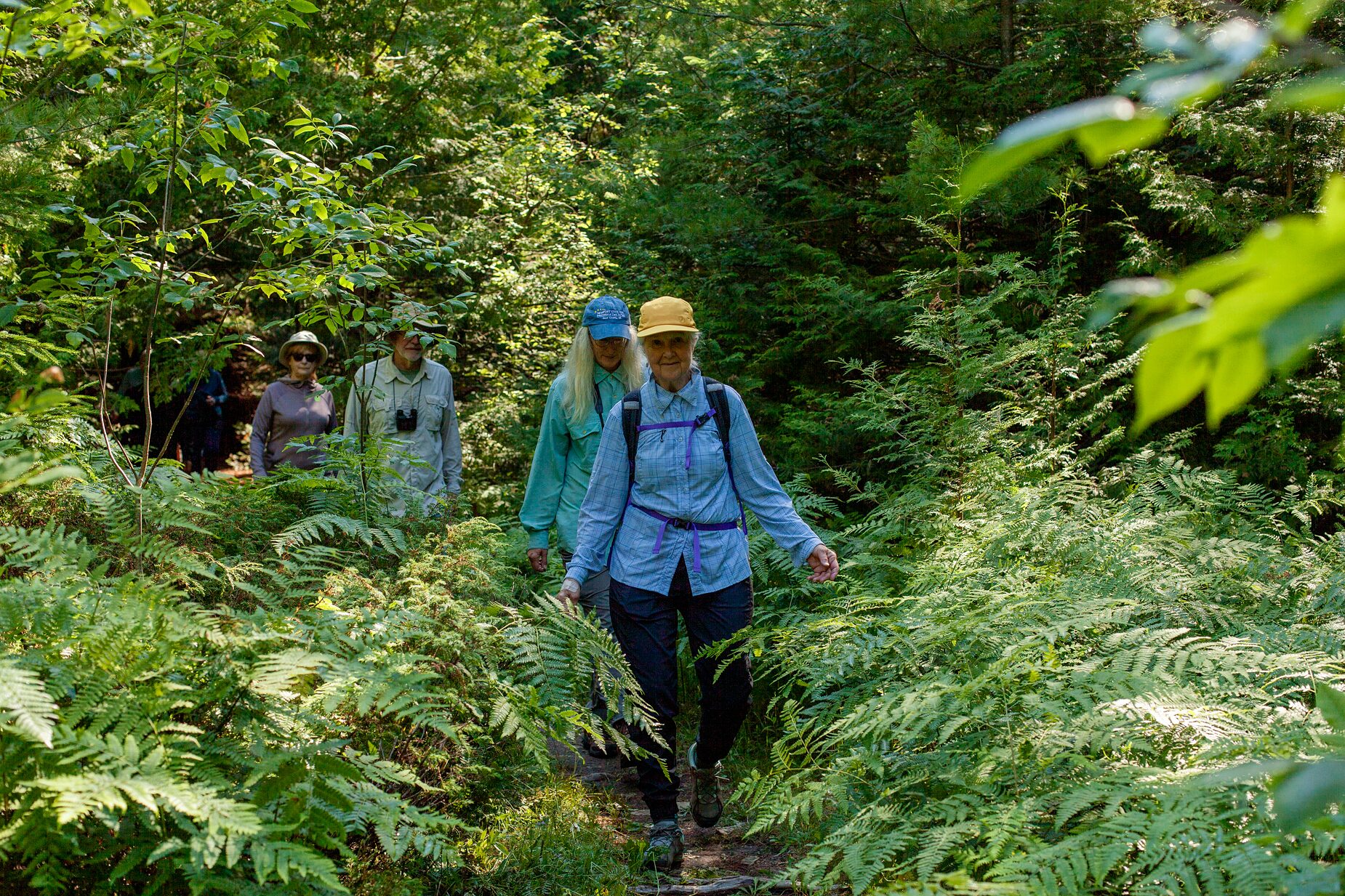 Hikers walking single-file through tall green ferns on a wooded trail at Three Springs