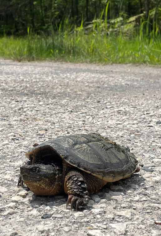 A snapping turtle crosses a gravel road through Door County Land Trust protected habitat