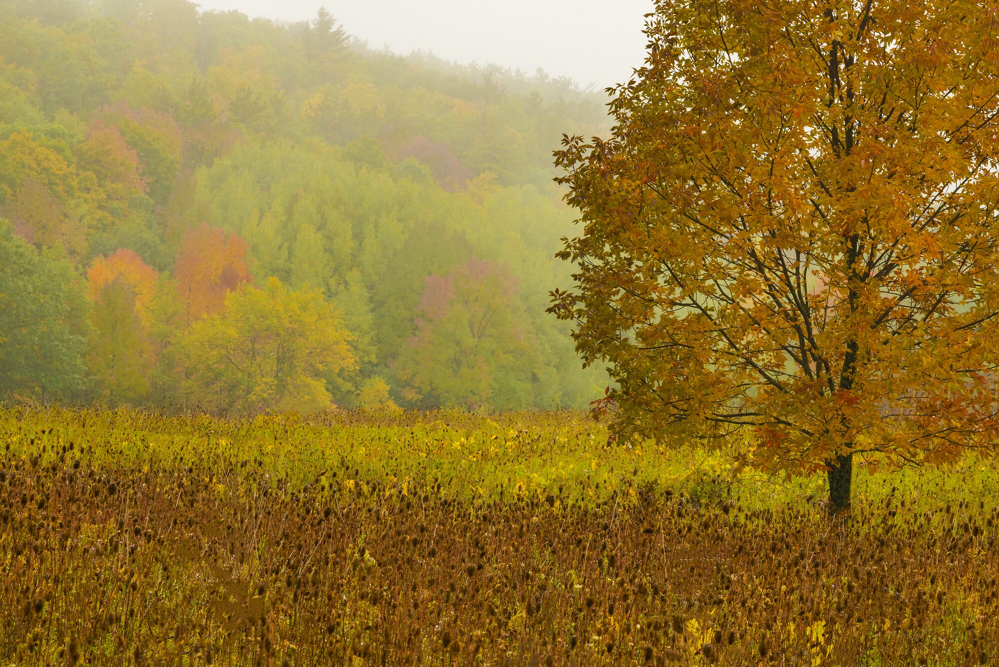 A misty autumn hillside with a golden maple and tawny grassland at Bay Shore Blufflands Nature Preserve