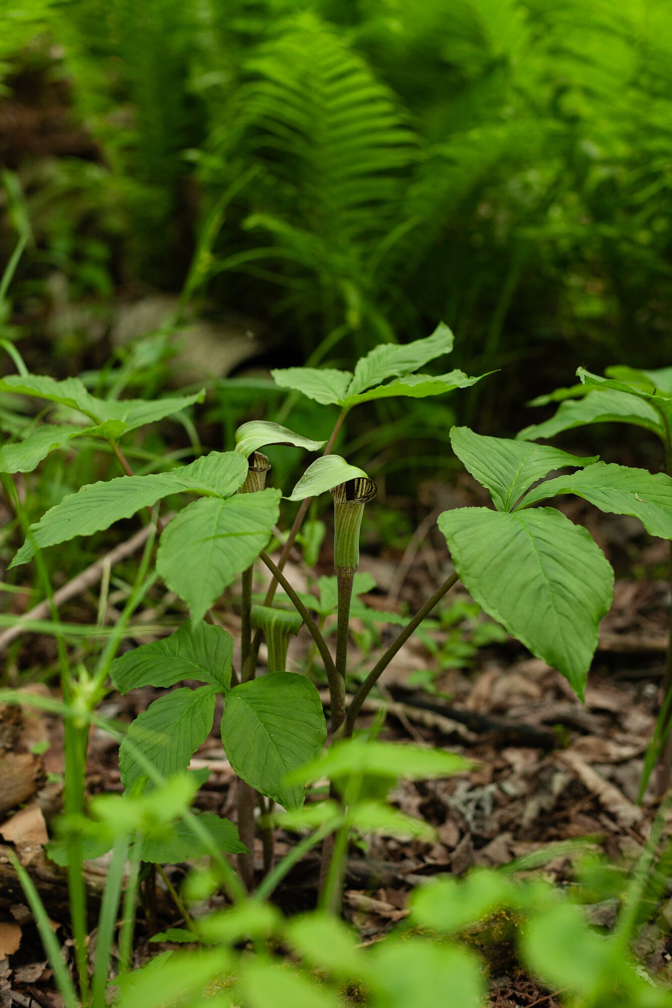 Broad green leaves of woodland plants catching the light on the forest floor at Ephraim Nature Preserve