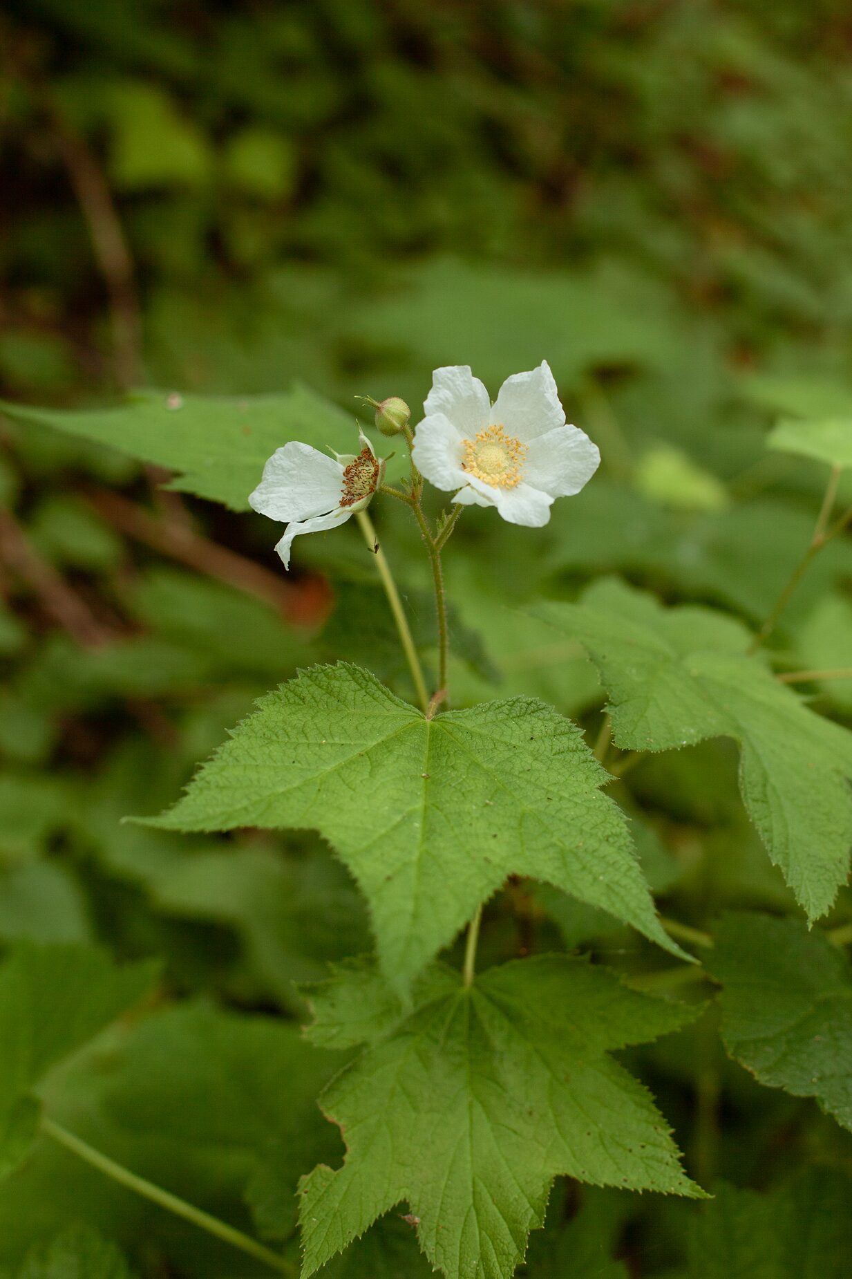 A white woodland wildflower in close-up among green summer foliage