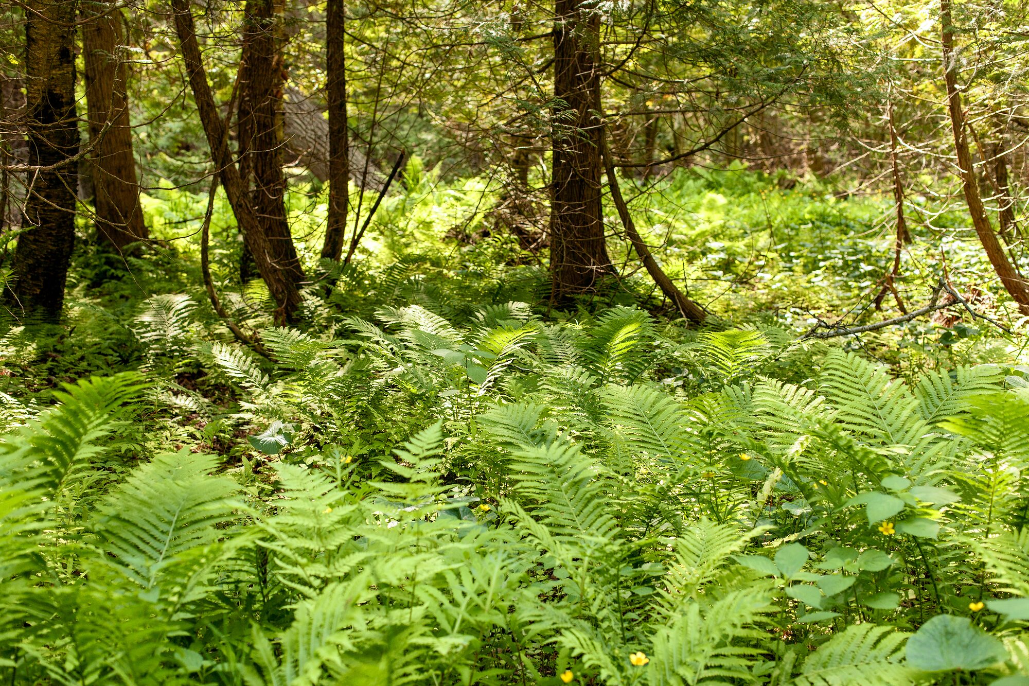 Sunlight falling on a lush green forest floor of ferns at Stony Creek