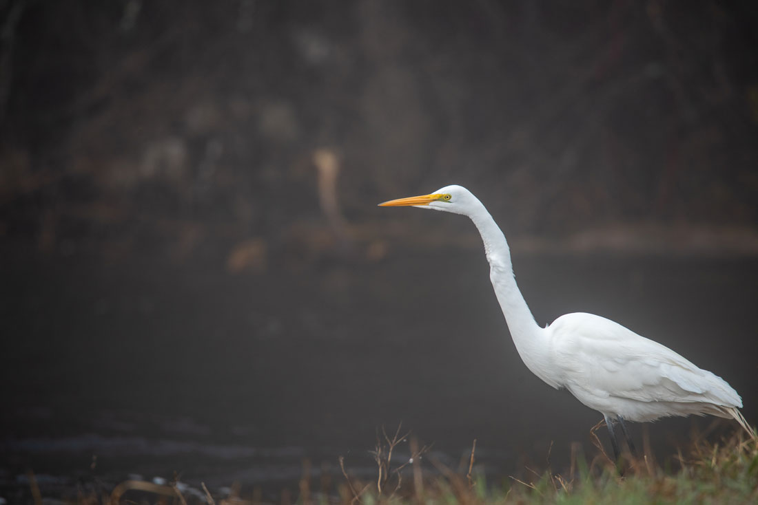 A great egret along a Door County shoreline