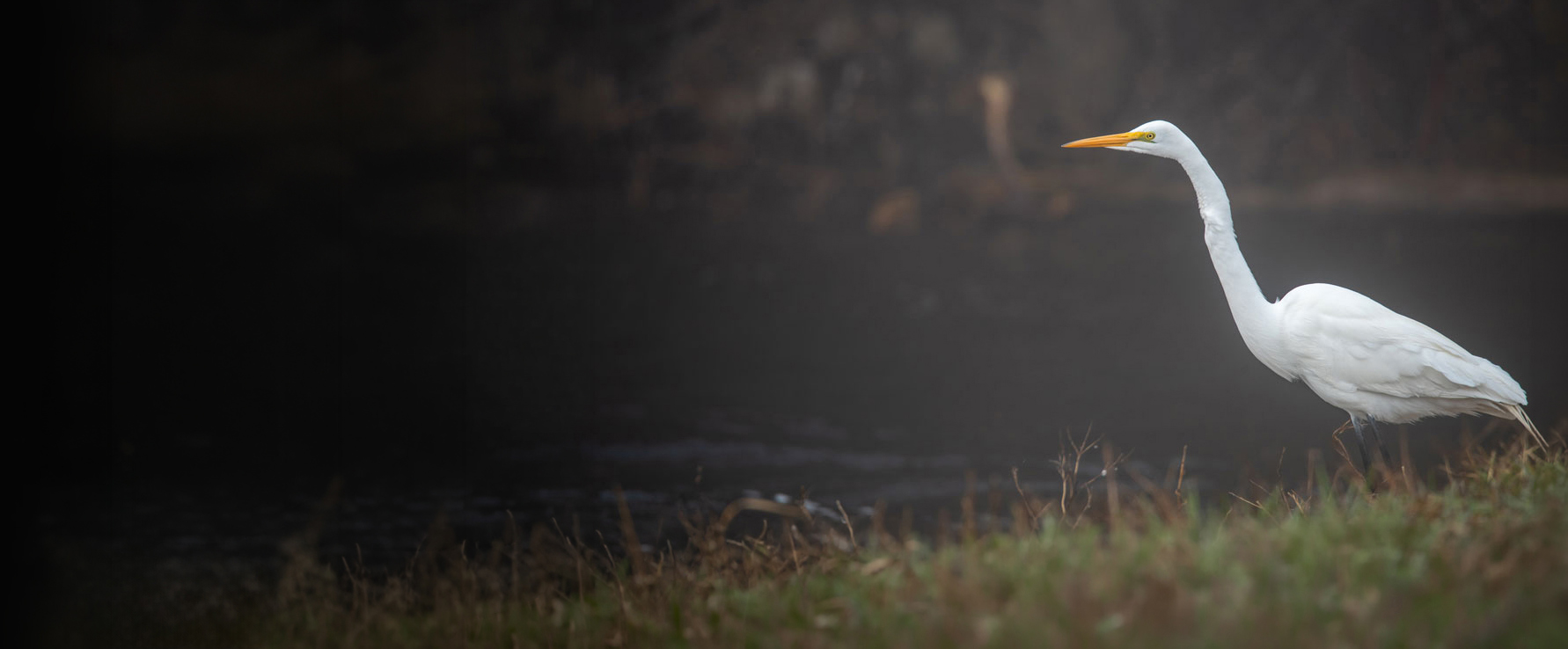 A great egret along a Door County shoreline