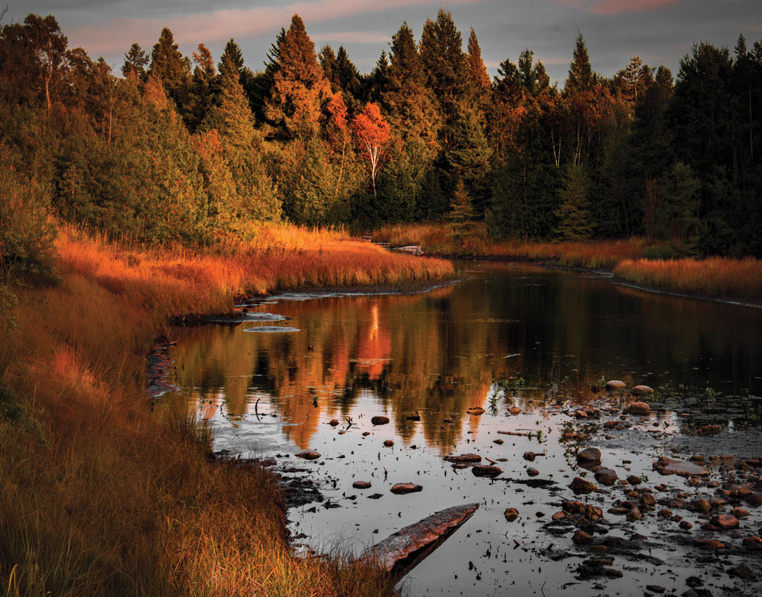 Autumn trees and golden grasses reflected in still wetland waters at dusk in Door County