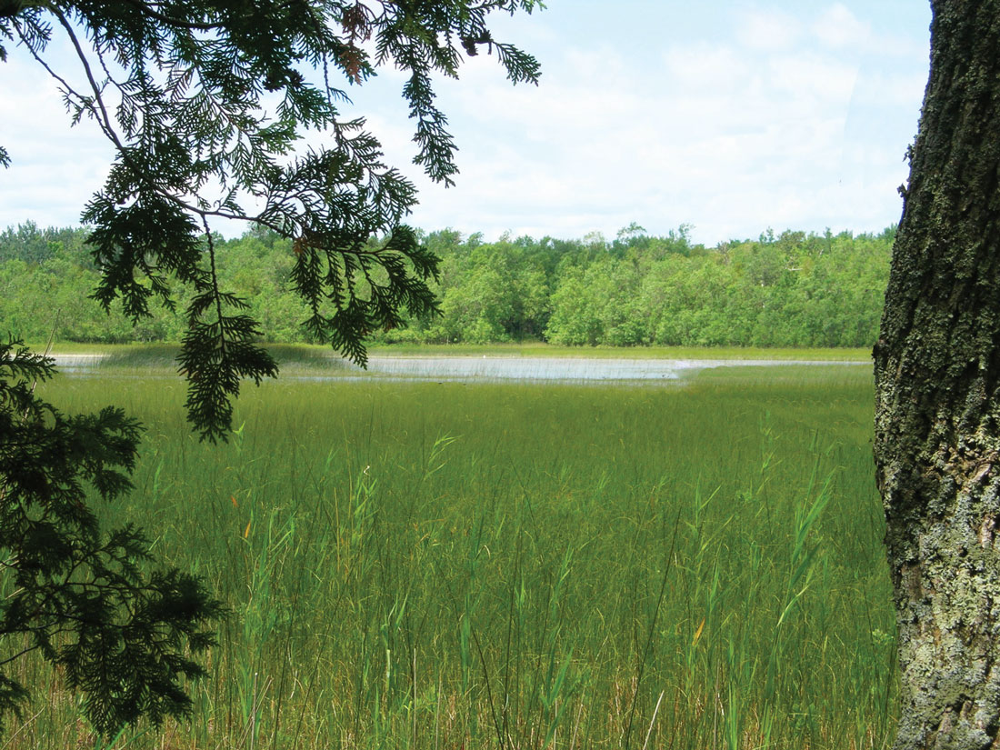 Celebrating the Hine's Emerald: Art, Ecology, and Conservation