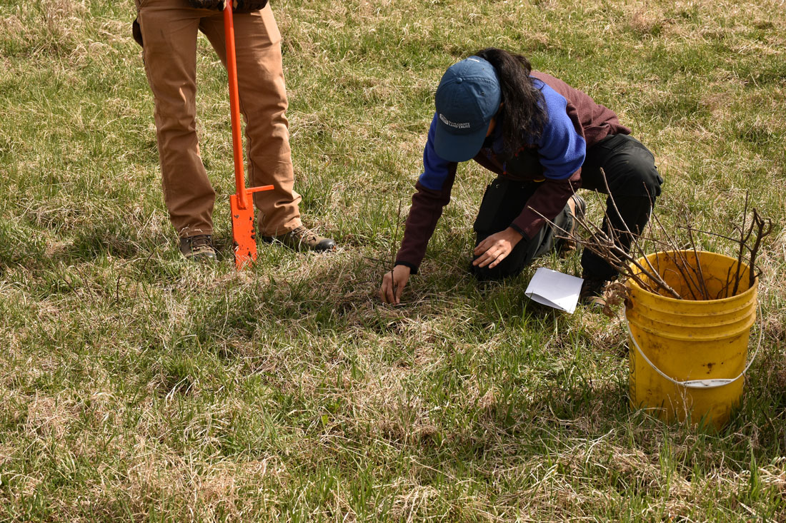 A volunteer planting a native seedling at a Door County preserve