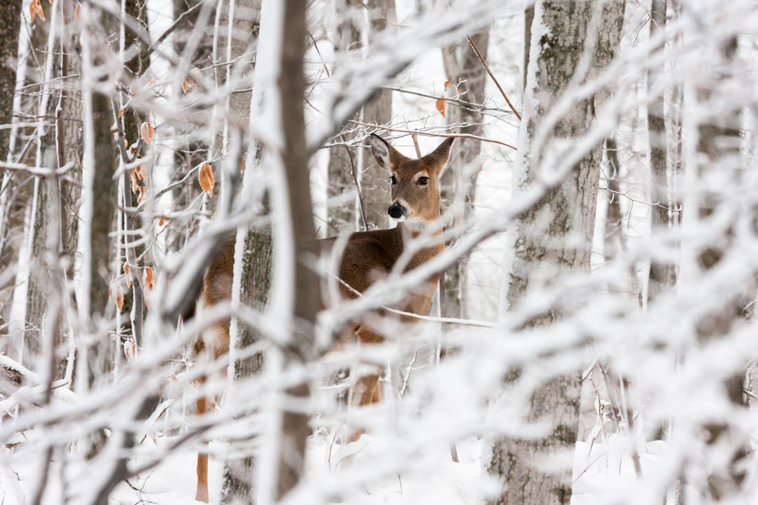 Snowy Door County forest on a Land Trust preserve, with a white-tailed buck in the underbrush