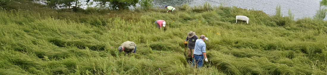 Volunteers clearing invasive species at a Door County Land Trust preserve