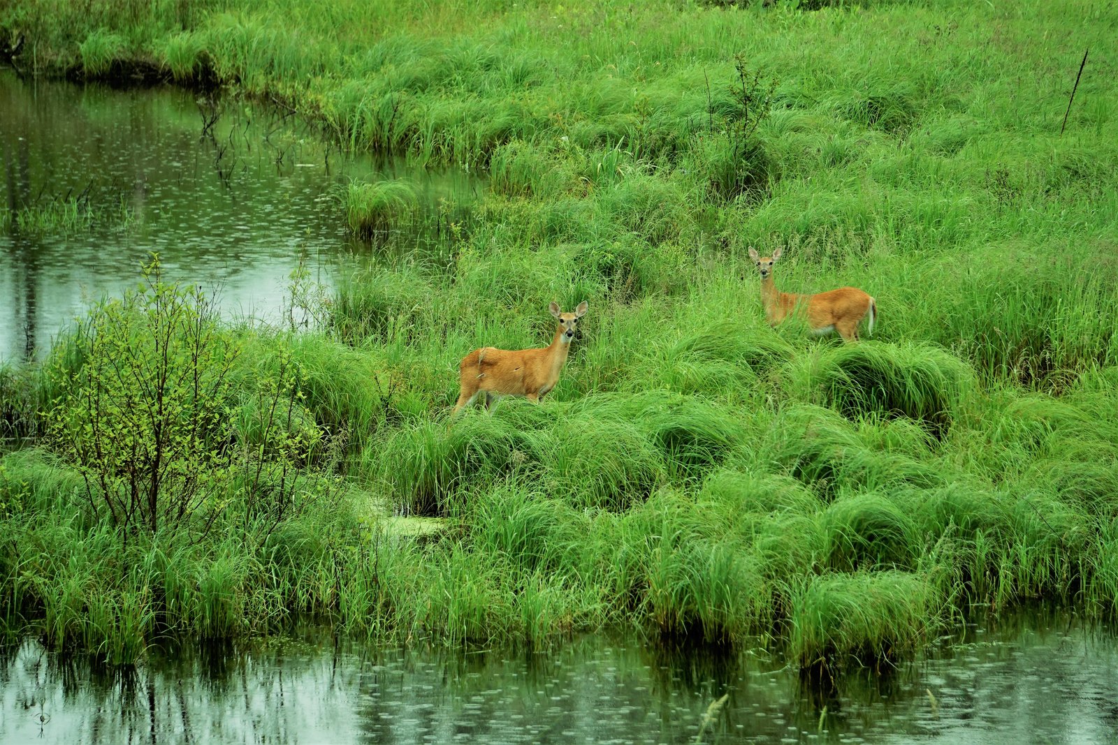 Two white-tailed deer in a grassy streamside on a Door County Land Trust preserve
