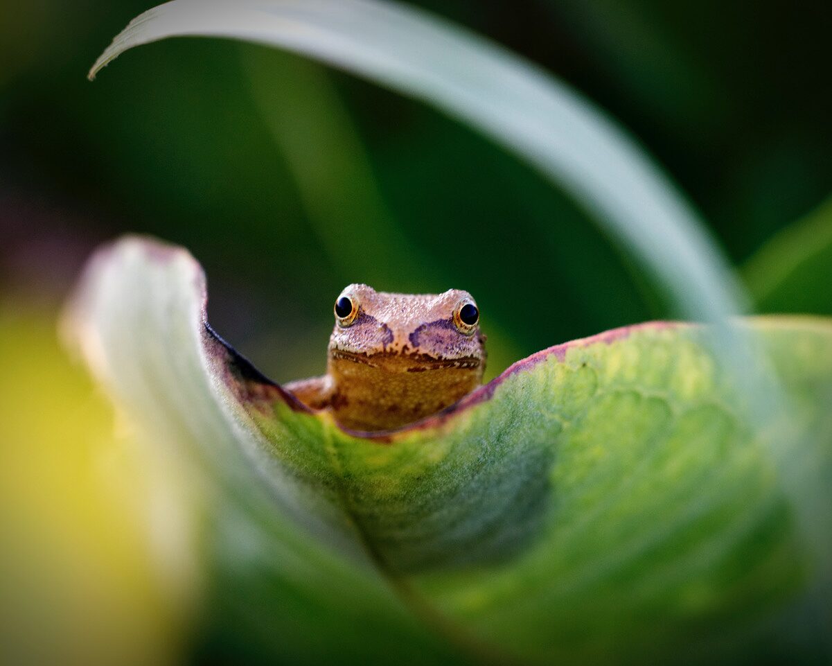 A gray treefrog peeking out from between the leaves of a plant at Legacy at Clay Banks