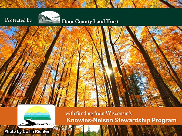 Campaign graphic: looking up through a blazing golden maple canopy. Photo by Collin Richter