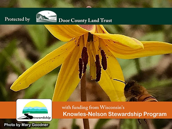 Campaign graphic: a yellow trout lily in bloom with a bee approaching. Photo by Mary Goodner