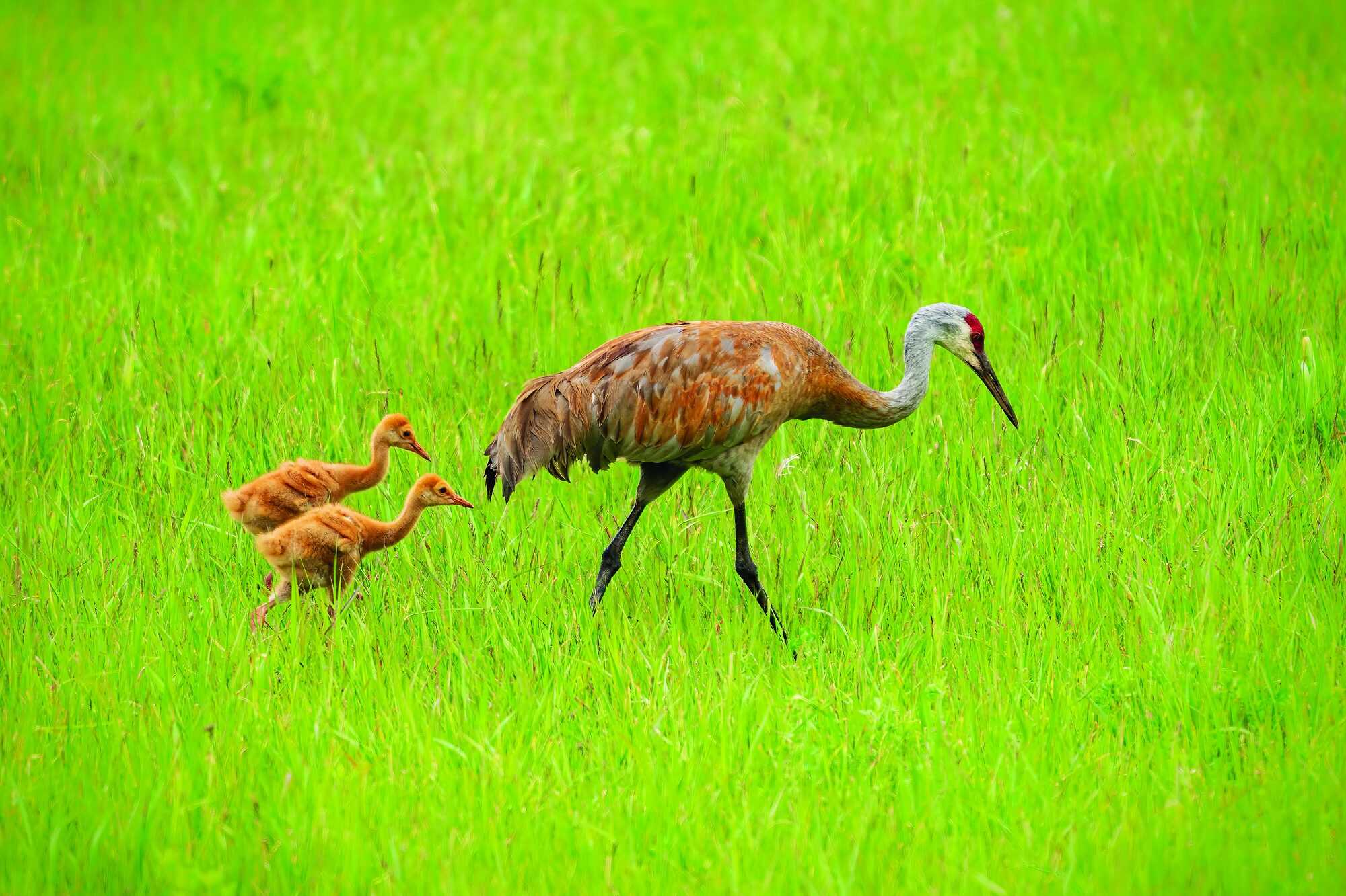 A sandhill crane and two rust-colored colts foraging in a bright green meadow
