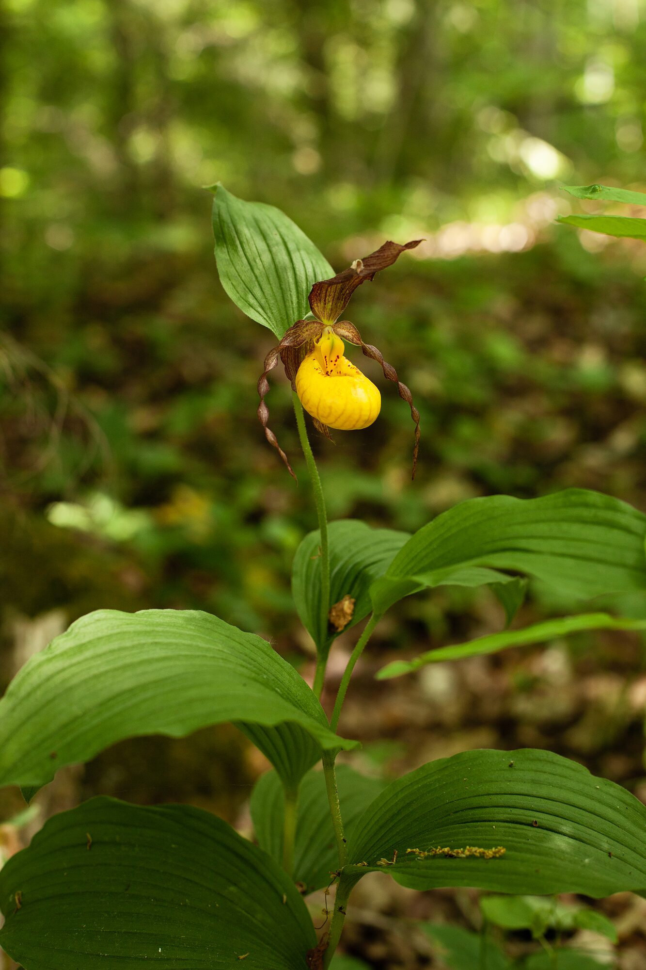 A yellow lady's slipper orchid blooming in a Door County woodland