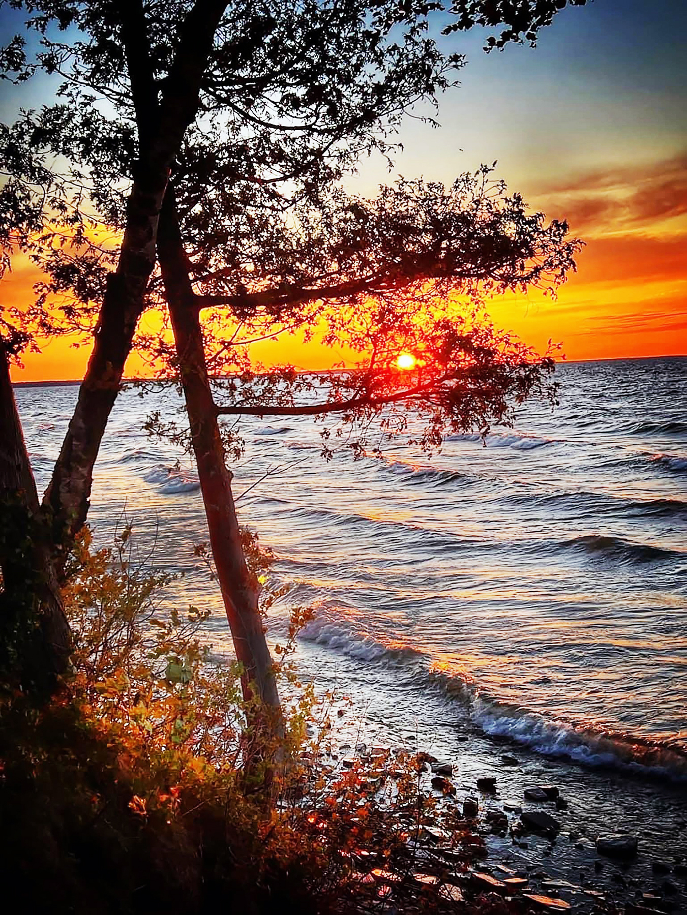 Sunset over the bay framed by a silhouetted tree