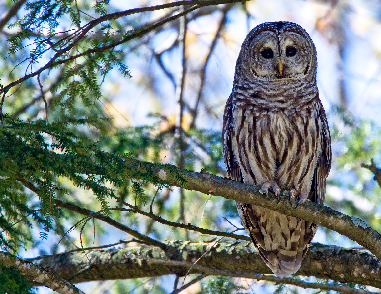 Wisconsin Wildlife Presentation