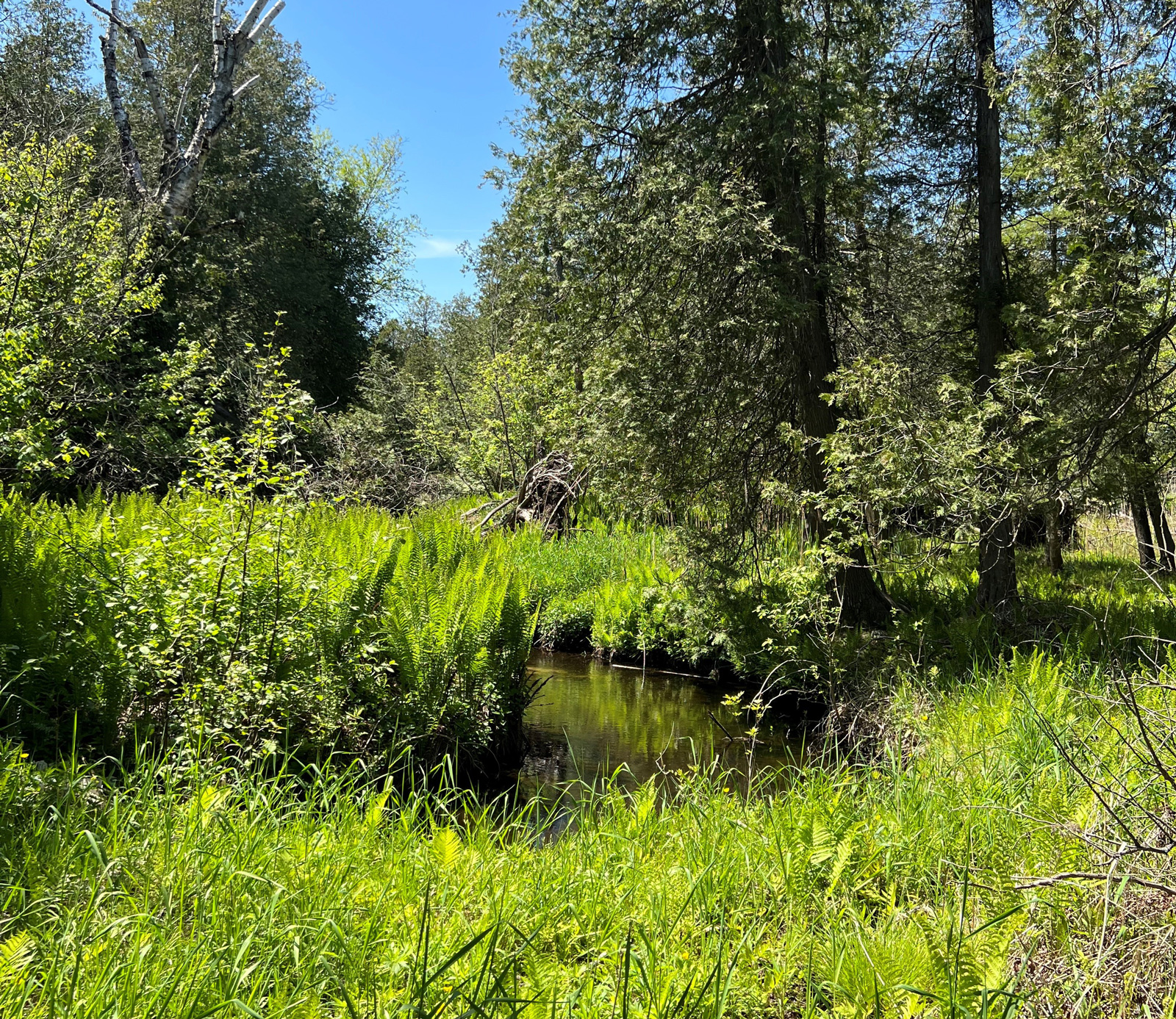 Family Discovery Hike at Bear Creek