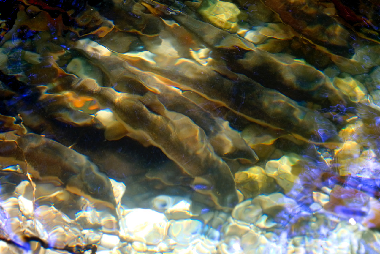 Catch the Longnose Sucker Run – Pop-Up Phenology Program