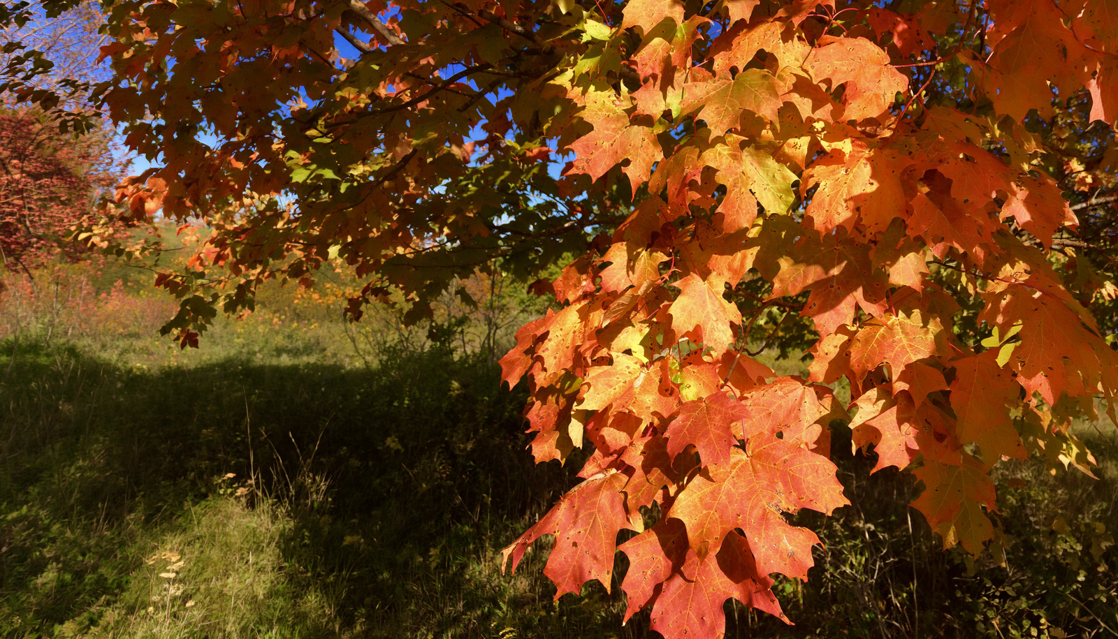 Fall for Autumn Foliage