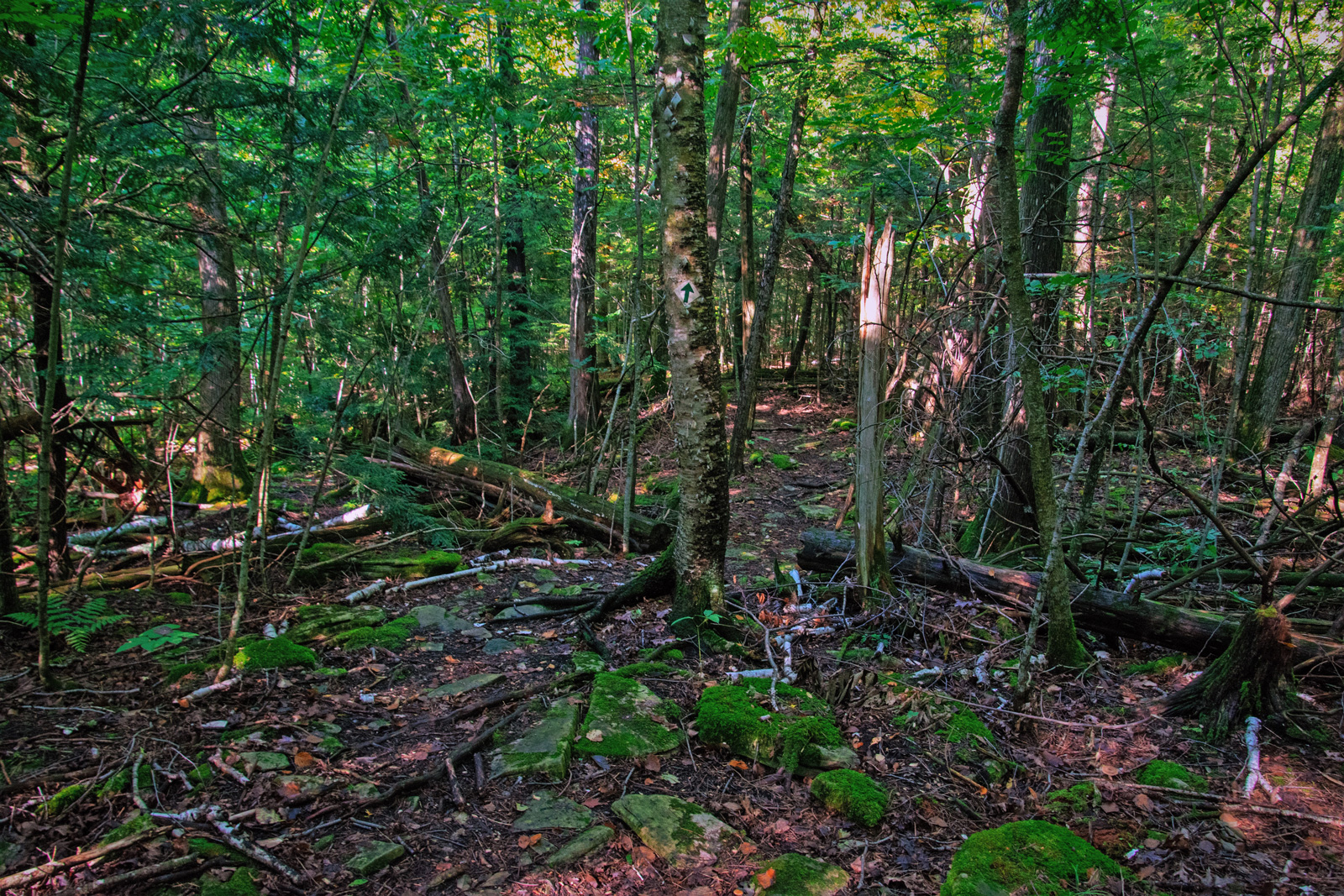 Rediscover a Rocky Refuge at Lautenbach Woods