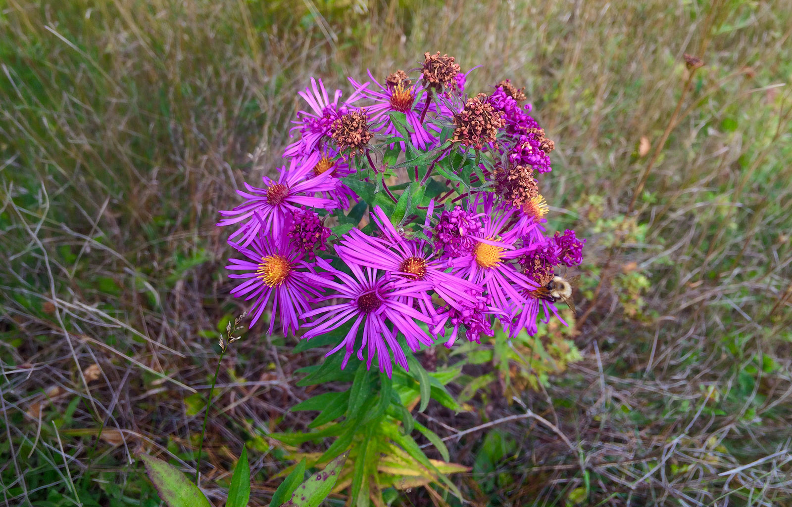 Native Plant Giveaway