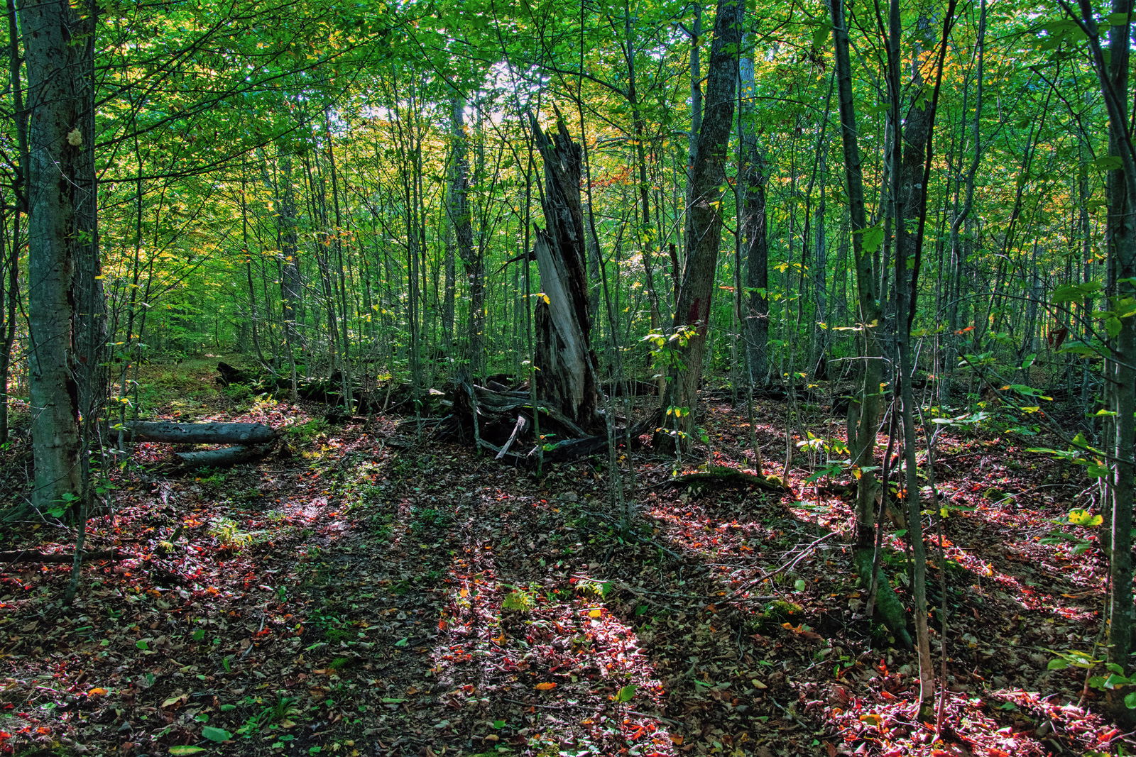 Discover the Forests of Washington Island