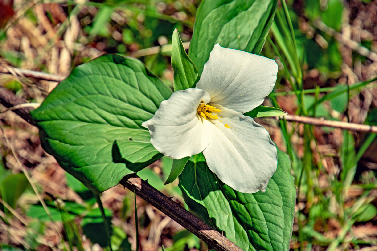 Spring Wildflower Walk – Pop-Up Phenology Program