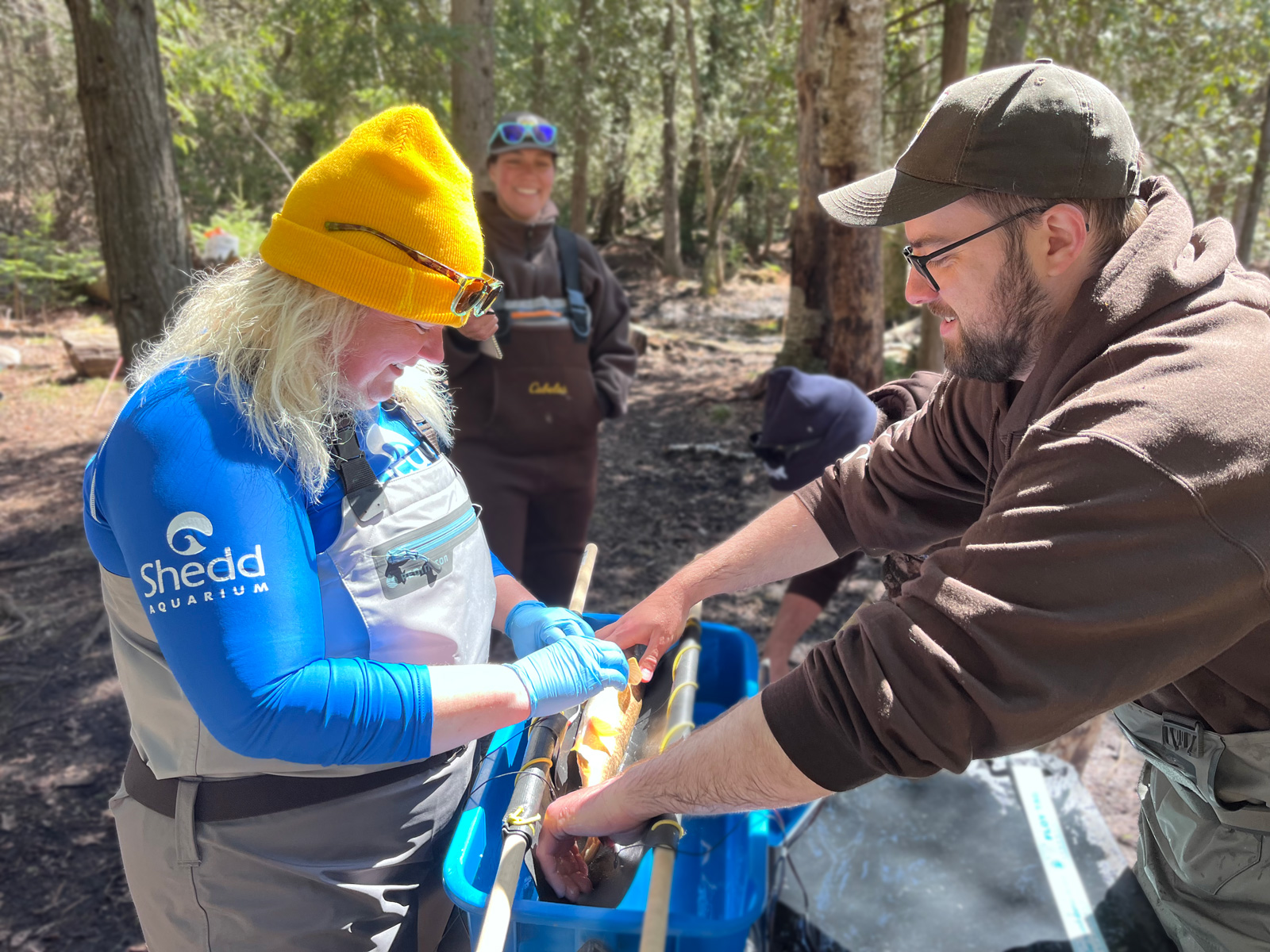 Unravelling Mysteries of Longnose Suckers Through Tagging and Tracking