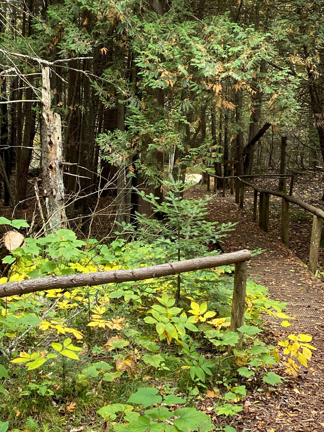 A wooden-railed boardwalk trail winds through a lush green forest with yellow understory leaves and young evergreens at a Door County Land Trust preserve