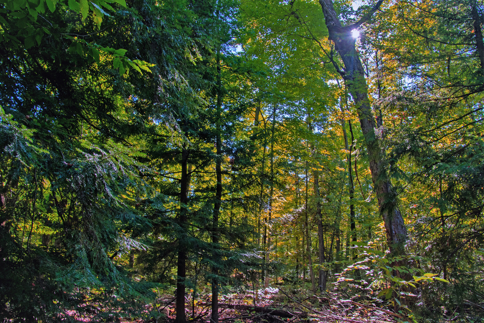 Wetland to Woodland: An Ecological Tour of White Cliff