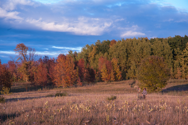 Warm evening light washes a tawny meadow backed by a wall of crimson, orange, and green autumn trees beneath drifting blue clouds.