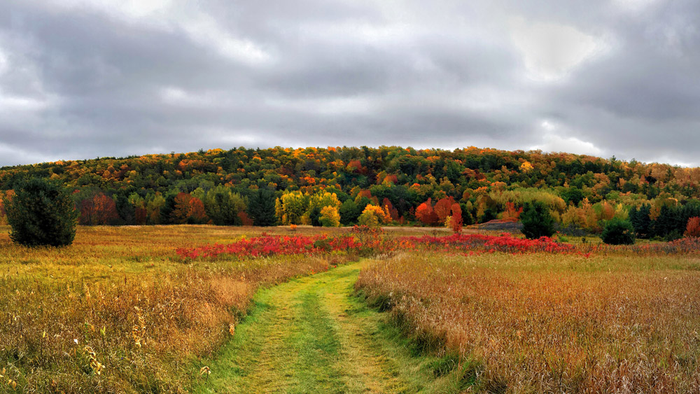 Mowed trail through autumn grassland toward the Niagara Escarpment