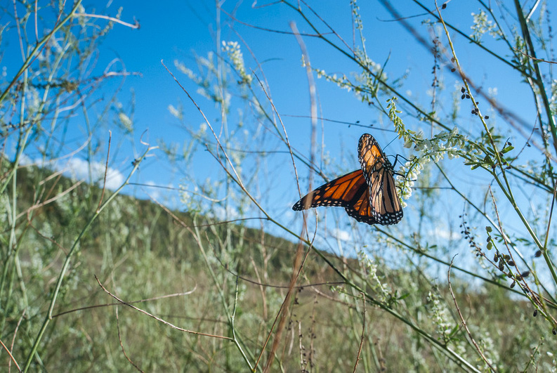 Monarch butterfly perched on prairie wildflower with grassland stretching behind
