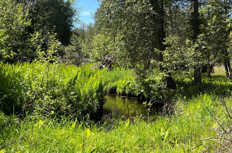 Bear Creek winds dark and still through a tunnel of lush summer greenery, ferns and saplings crowding both banks in dappled sun.