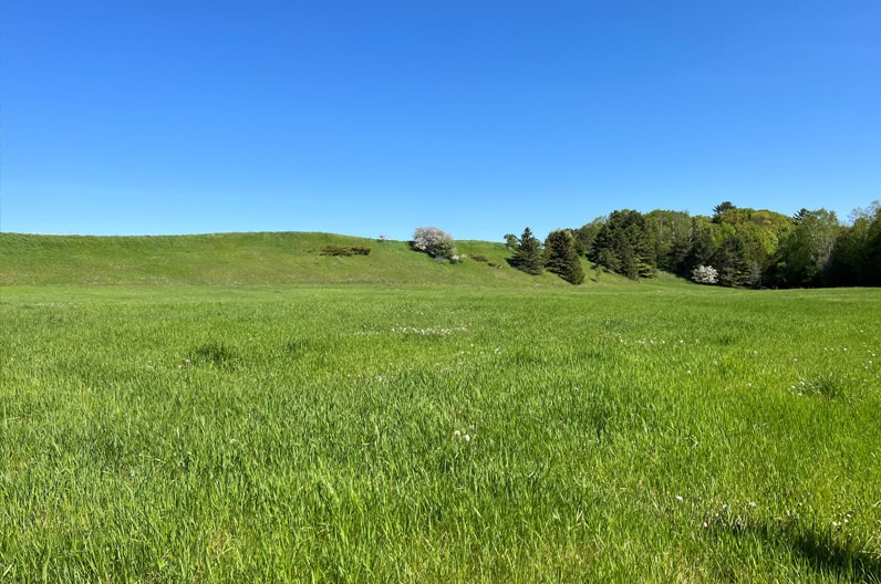 An open spring meadow curves up a gentle rise toward a solitary flowering tree and a wooded ridge beneath a cloudless cobalt sky.