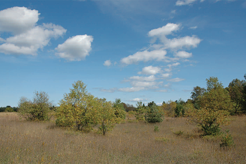 Domer-Neff Nature Preserve and Bird Sanctuary