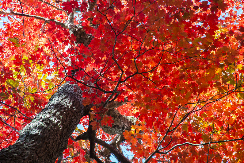 Looking up the trunk of a mature maple, its canopy blazing with scarlet and orange leaves against a clear blue autumn sky.