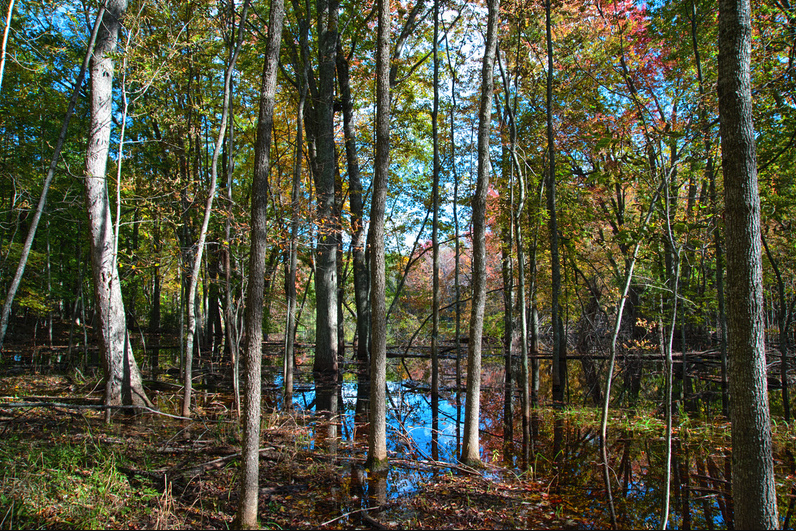Sunlit forest pond framed by slim pale trunks, blue sky mirrored on the water among fallen leaves and scattered fall color.