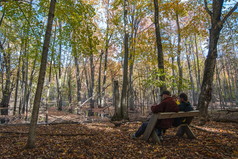Two visitors sit together on a wooden bench in a sunlit hardwood forest carpeted with fallen leaves in golden afternoon light.