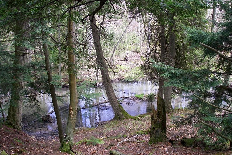 A quiet creek bends through a cedar swamp in early spring, still water reflecting bare branches and the mossy forest floor sloping to the bank.