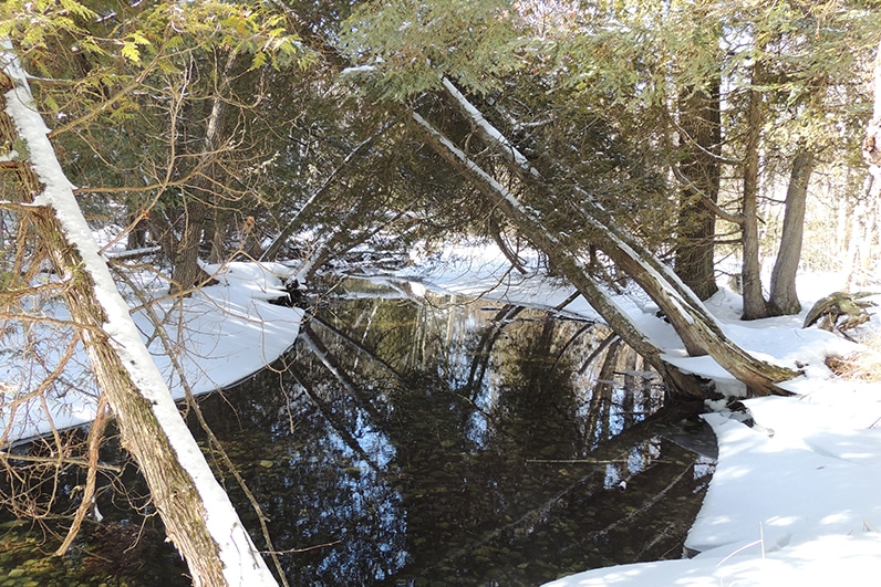 Snow-covered creek banks with fallen trees bridging the frozen water
