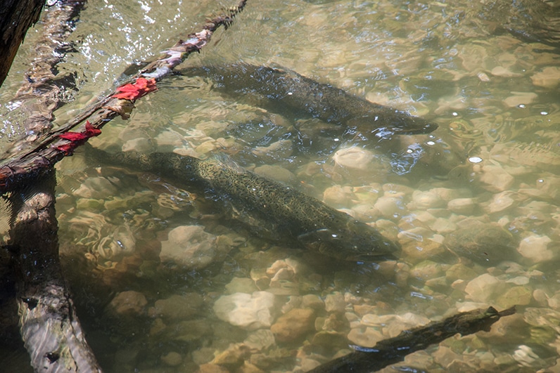 Salmon visible through clear shallow water over rocky creek bed