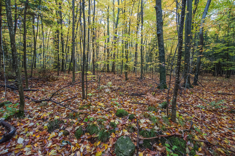 Slender trunks rise from a forest floor blanketed in fallen maple and beech leaves, their autumn colors glowing against green undergrowth.