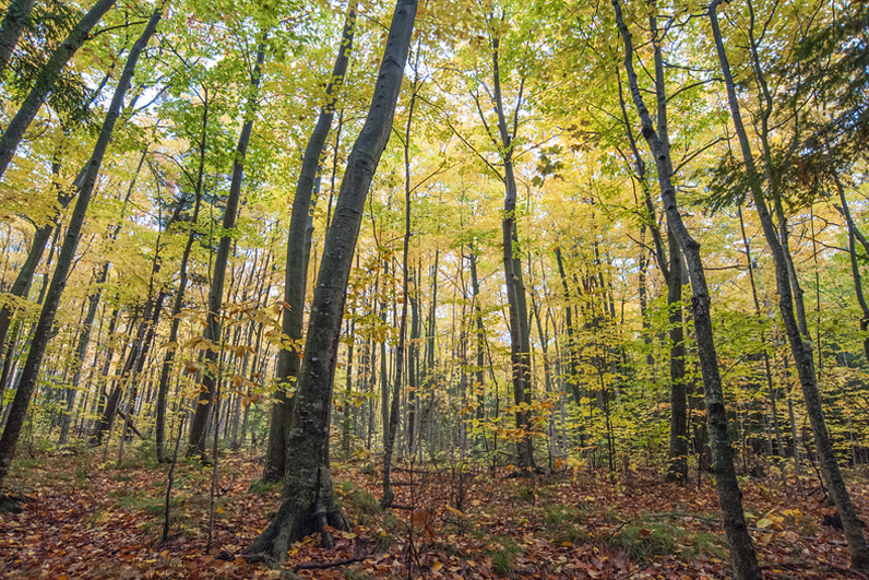 Warm late-afternoon sunlight filters through a tall hardwood canopy turning yellow and gold, illuminating straight trunks and a leaf-strewn forest floor.