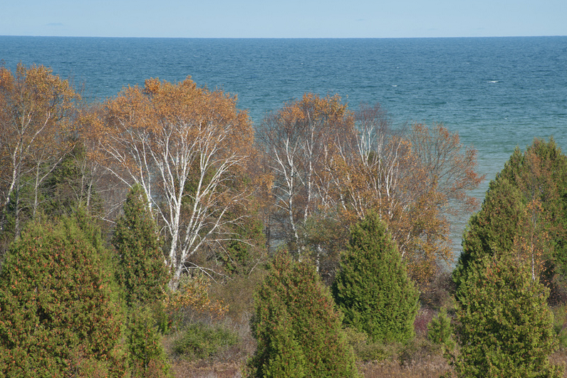 Autumn birches and evergreens stand along a bluff, framing the vast blue expanse of Lake Michigan stretching to the horizon.