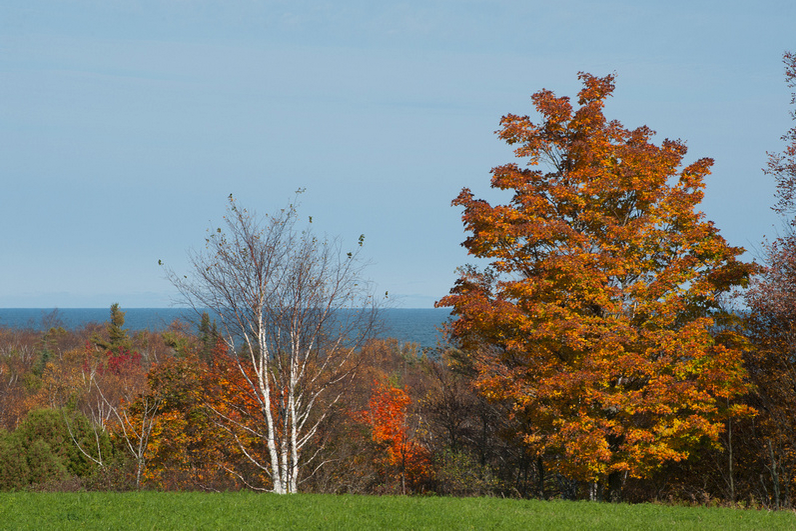 A blazing orange maple and slender white birch glow against a cool autumn sky, with Lake Michigan visible through the trees.