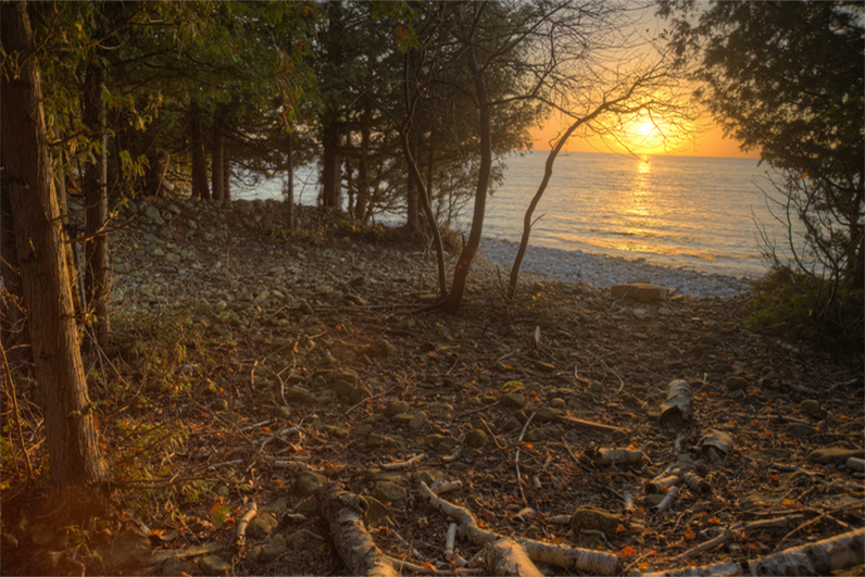 Golden sun sets over open water framed by silhouetted cedars, with twisting roots and fallen branches woven across the rocky shoreline foreground.