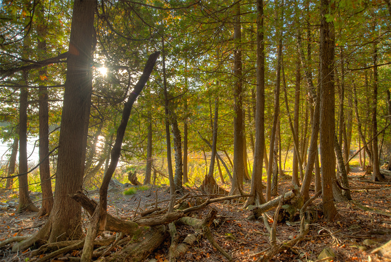 Sunlight streams through a cedar forest with slender trunks, tangled surface roots, and a forest floor layered in fallen needles and mossy logs.